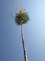 Maibaum 2009